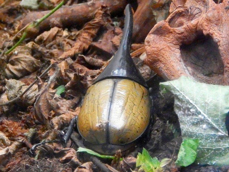 Coleottero ID:  cfr. Dynastes hercules -Oasi S. Alessio (PV)